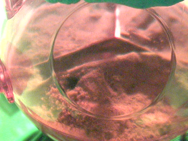 ant nest cam
